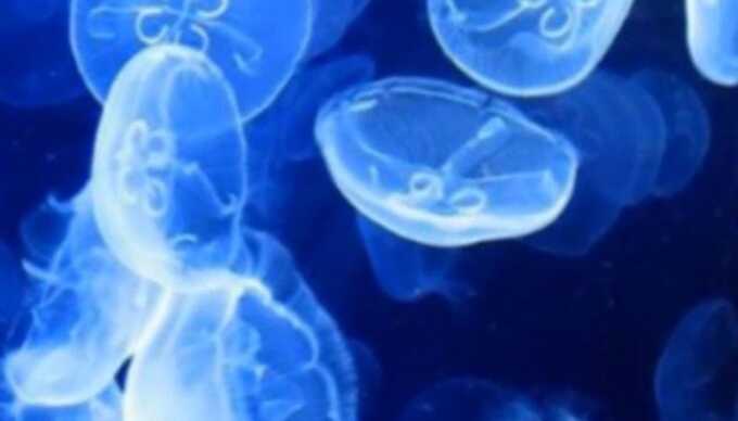 Медузы оккупировали прибрежную часть Азовского моря